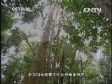 CCTVȻ¼Ƭй 20130601 ׷١Ӳ-Ѹ