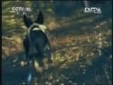 CCTVȻ¼Ƭй 20130409 ʳ˺ ¡-Ѹ