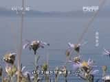 CCTVȻ¼Ƭй 20140320 ѩʥ-Ѹ