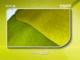 CCTVȻ¼Ƭй 20150906 ׷٣£-Ѹ