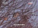 CCTVȻ¼Ƭй 20160124 澰׷ٺ8ţ£-Ѹ