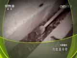 CCTVȻ¼Ƭй 20170513 ͥѰ桷-Ѹ