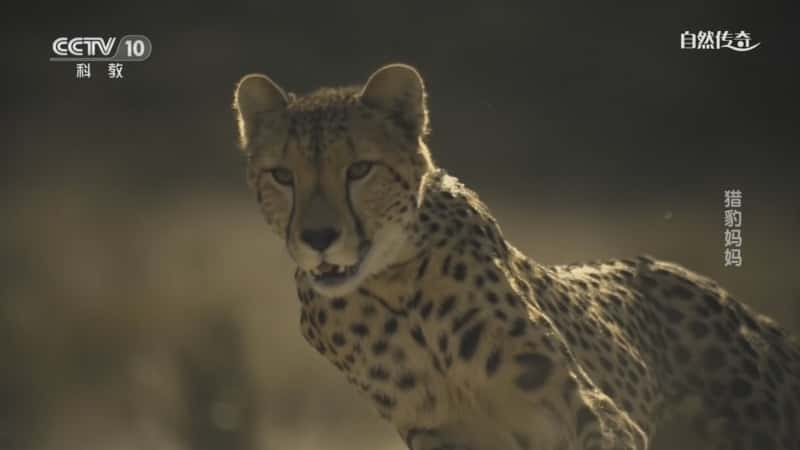 自然动物纪录片《猎豹妈妈》720P/1080I央视高清国语中字网盘下载