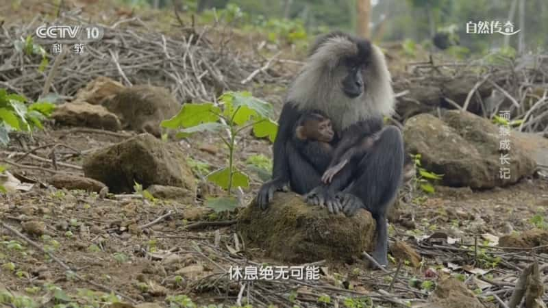 自然动物纪录片《顽猴成长记》720P/1080I央视高清国语中字网盘下载