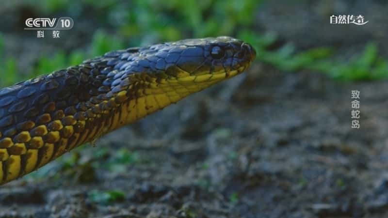 自然动物纪录片《致命蛇岛》720P/1080I央视高清国语中字网盘下载