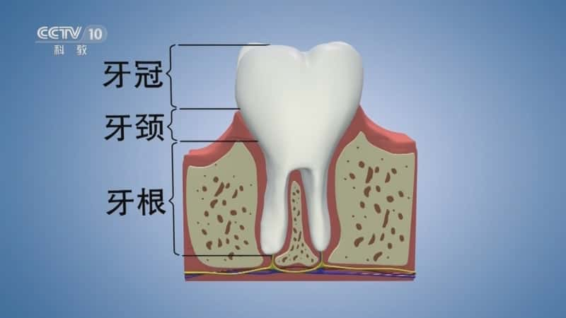 科技科普纪录片《如何正确刷牙》720P/1080I央视高清国语中字网盘下载