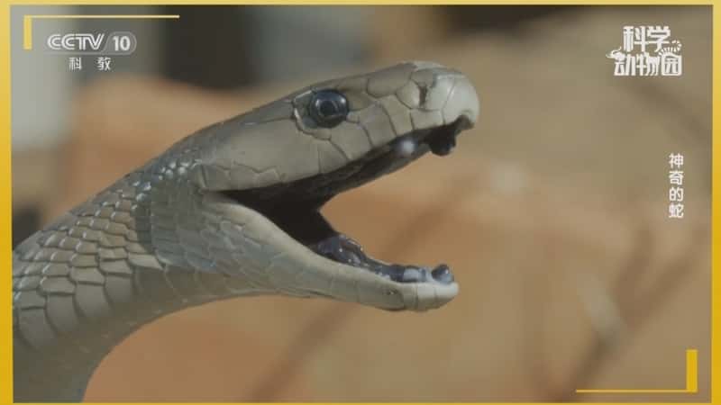 自然动物纪录片《神奇的蛇》720P/1080I央视高清国语中字网盘下载