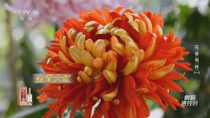 科普创新纪录片《花“香”有“味”（一）》720P/1080I央视高清国语中字网盘下载