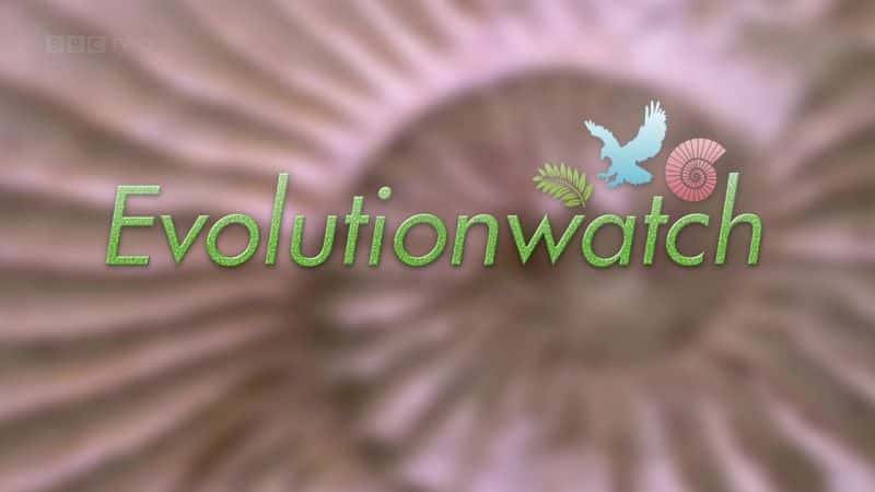 BBCԭ¼ƬEvolutionwatchѧϰ-ˮӡѸ