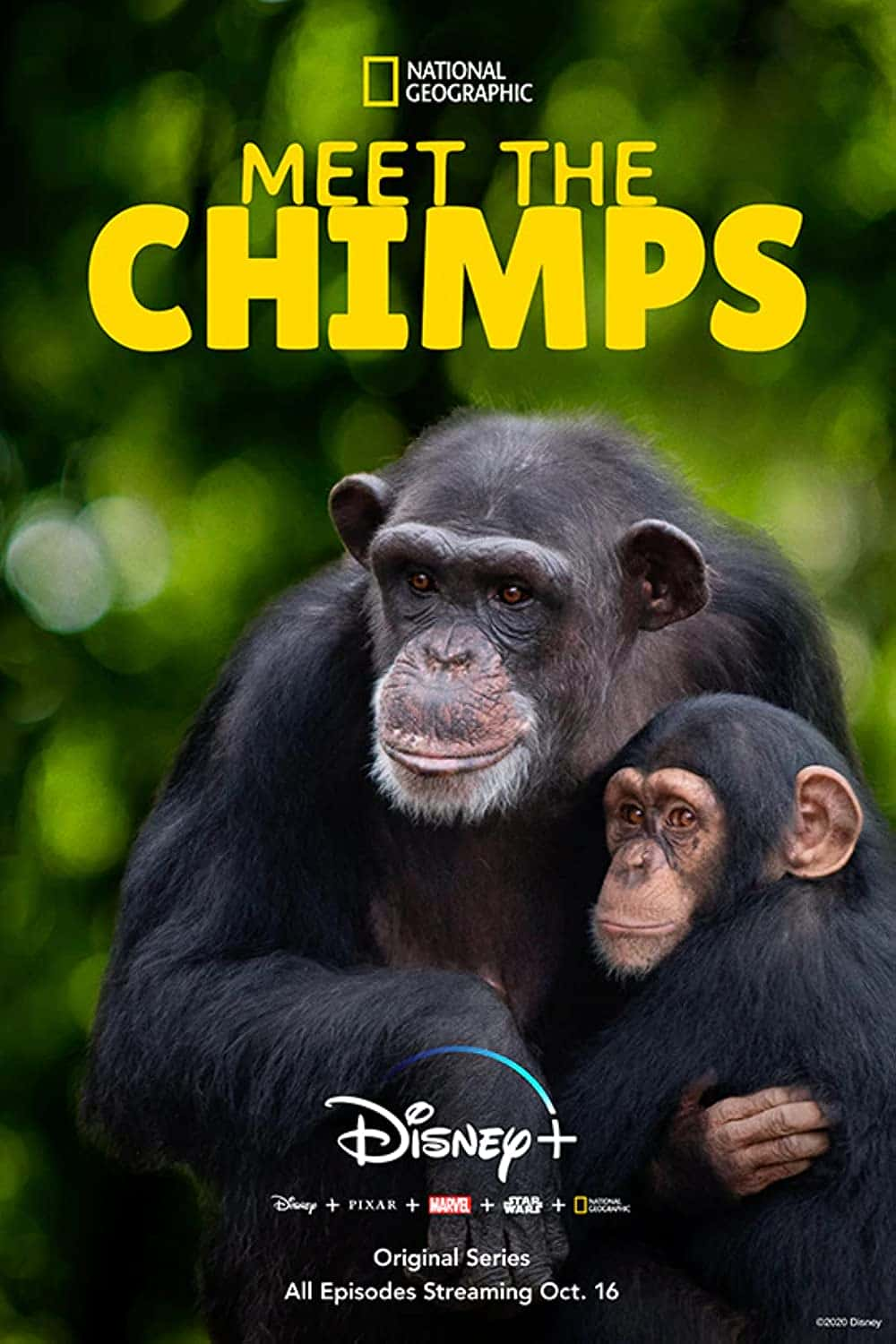 原版纪录片《认识黑猩猩/Meet The Chimps》S01 WEBRip x264-ION10 原版无字纪录片解说素材1080高清下载