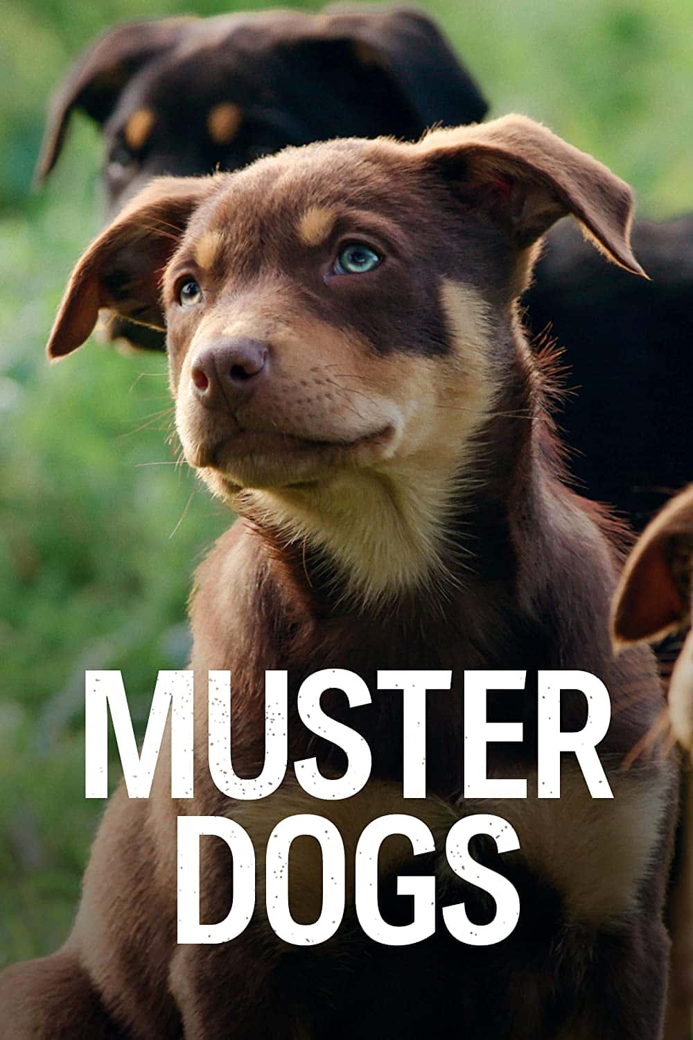 原版纪录片《召集狗/Muster Dogs》S01 720p HDTV x264-CBFM 原版无字纪录片解说素材1080高清下载