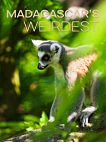 原版纪录片《马达加斯加最奇怪的/Madagascars Weirdest》S01 1080p HDTV H264-CBFM 原版无字纪录片解说素材1080高清下载