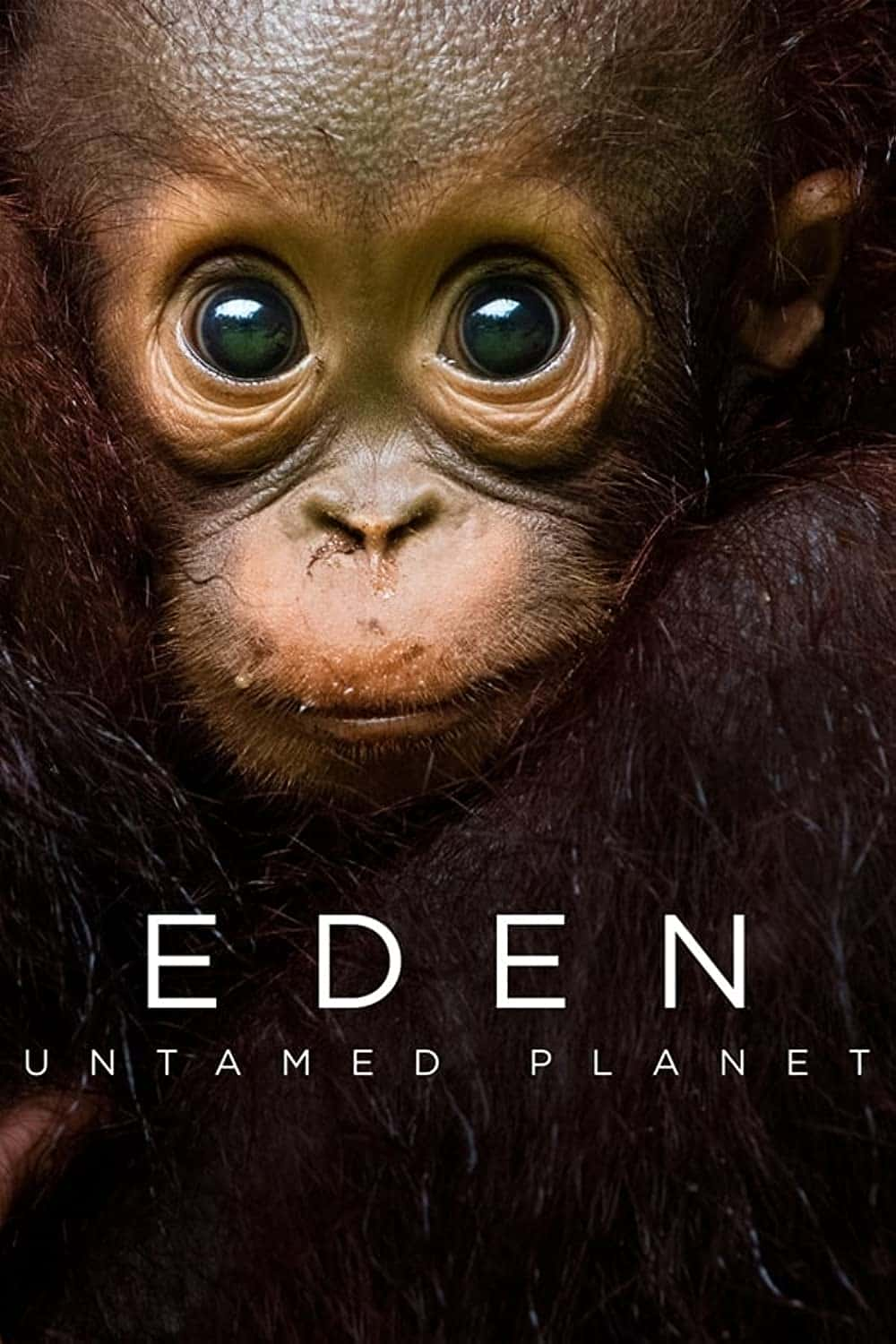 原版纪录片《伊甸园 蛮荒星球/Eden Untamed Planet》S01 BDRip x264-ORBS 原版无字纪录片解说素材1080高清下载