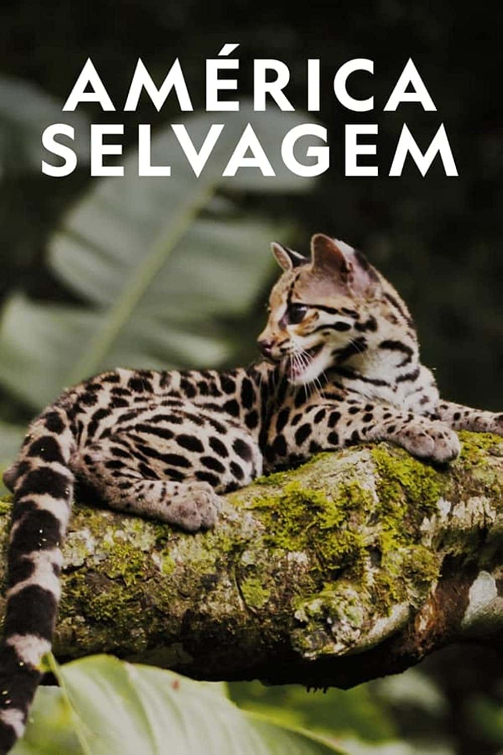 原版纪录片《野生拉美/Wild Latam》S01 1080p WEBRip x265 原版无字纪录片解说素材1080高清下载