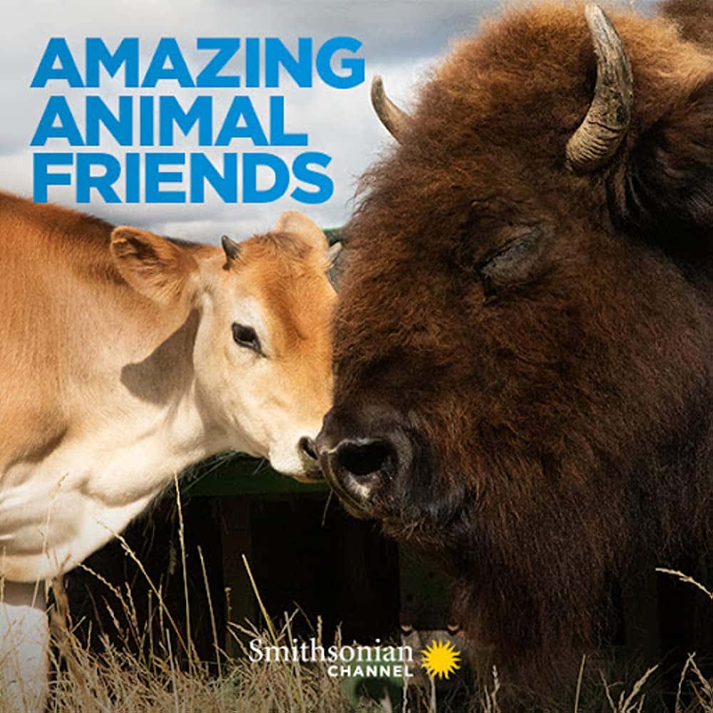 原版纪录片《惊人的动物朋友/Amazing Animal Friends》S01 720p WEBRip DD5 1 x264-CAFFEiNE 原版无字纪录片解说素材1080高清下载