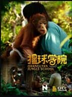 纪录影视剧《猩球学院(2018)/ Orangutan Jungle School/猩猩学堂 (港)》-影视资源1080P/720P/360P高清标清网盘BT迅雷下载