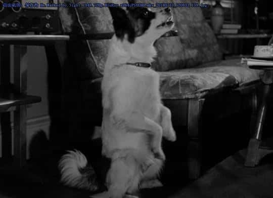 剧情悬疑惊悚犯罪黑色电影电影《黑狱杀人王(1948)/ He Walked by Night/夜行者》-电影资源1080P/720P/360P高清标清网盘BT迅雷下载 剧情悬疑惊悚犯罪黑色电影电影《黑狱杀人王(1948)/ He Walked by Night/夜行者》-电影资源1080P/720P/360P高清标清网盘BT迅雷下载