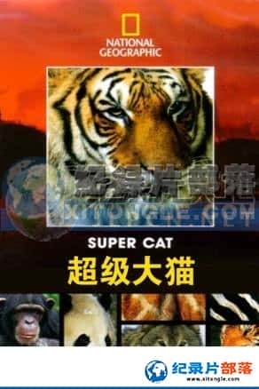 ҵ ¼Ƭ-èSuper Cat-Ѹ