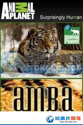  ¼Ƭ-˹ѰжAmba The Russia Tiger-Ѹ