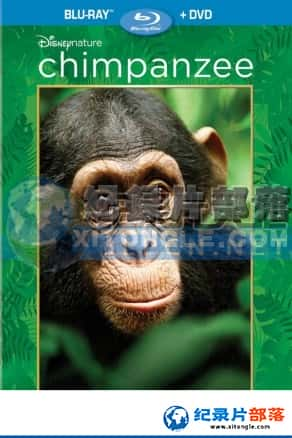 Ƶ¼Ƭ-ɡChimpanzee-Ѹ