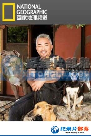 ҵ ¼Ƭ-೤ѡѡCesar Millan's Leader of The Pack-Ѹ