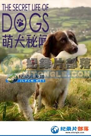 NHK¼Ƭ-ȮšITV Secret Life of Dogs-Ѹ