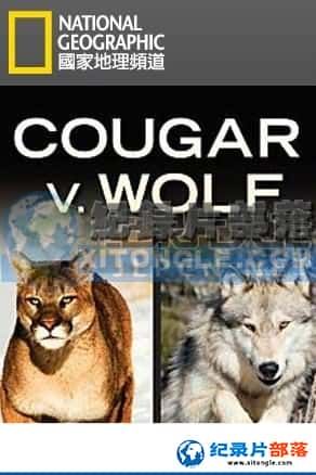 ҵ ¼Ƭ-ʨҰǡCougar vs. Wolf-Ѹ