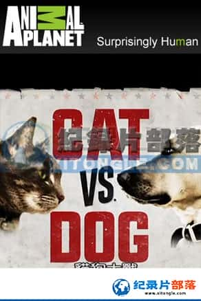  ¼Ƭ-èսCat vs Dog-Ѹ