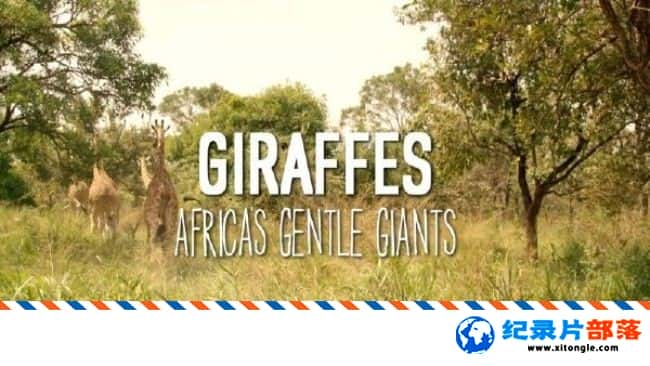 ̬¼Ƭ¹޵  Giraffes: Africa Gentle Giants 2016ӢӢ-Ѹ