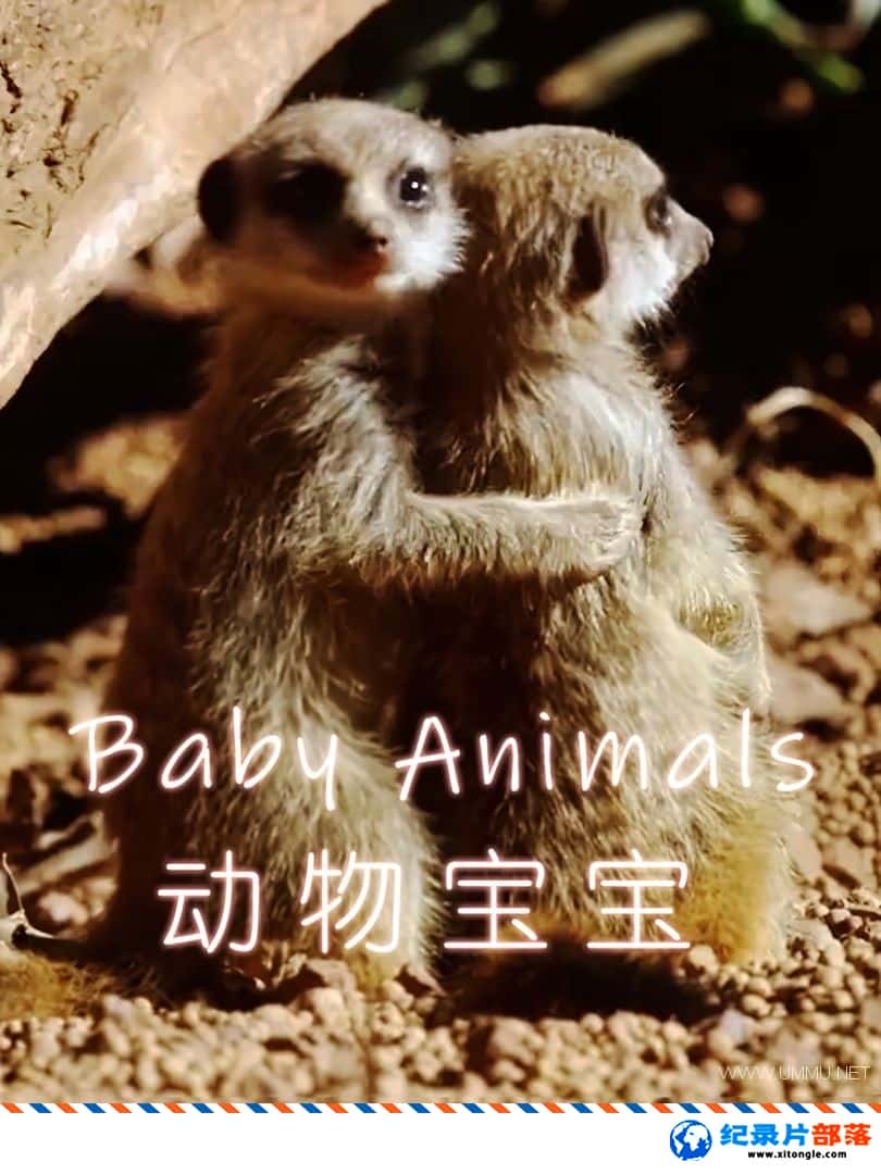 ѧ̽¼Ƭﱦ Animal Babies 2016һȫ3 ӢӢ˫-Ѹ