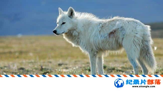 ̬¼Ƭӥѩ/ White Falcon White Wolf 2008Ӣ-Ѹ