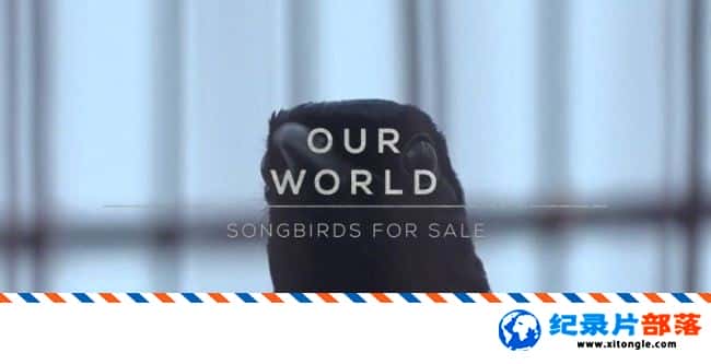 ̬¼Ƭ Songbirds for Sale 2017ӢӢ-Ѹ