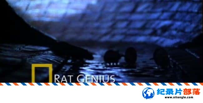 ѧ̽¼Ƭ Rat Genious 2008Ӣ-Ѹ