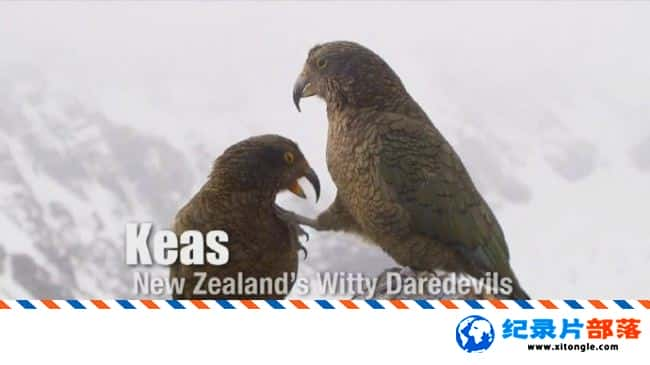 ѧ̽¼Ƭġðռ Keas New Zealand Witty Daredevils 2015ӢӢ-Ѹ