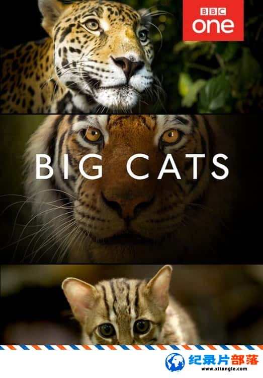 ̬¼Ƭè Big Cats 2018Ӣ-Ѹ