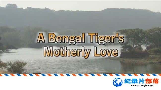 ̬¼Ƭϼĸ A Bengal Tigers Motherly Love  2008Ӣ-Ѹ