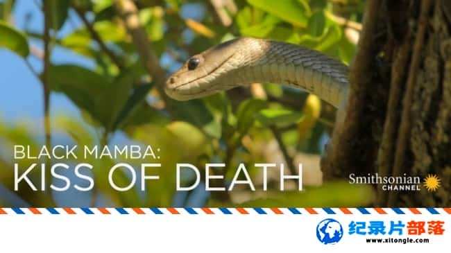 ѧ̽¼Ƭ ֮ Black Mamba Kiss Of Death 2017-Ѹ