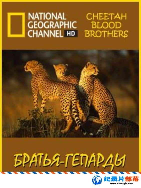 ̬¼ƬԱֵ/Աֵܵ Cheetah Blood Brothers 2010Ӣ-Ѹ