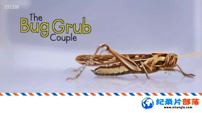 ʷ¼Ƭʳ The Bug Grub Couple 2017ӢӢ-Ѹ