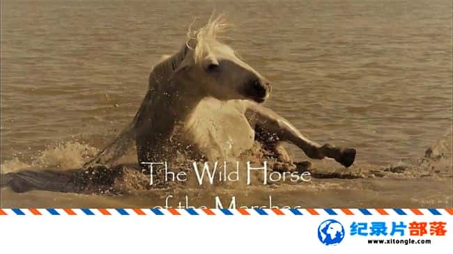 ̬¼ƬҰ Wild Horses Of The Marshes 2015ӢӢ-Ѹ