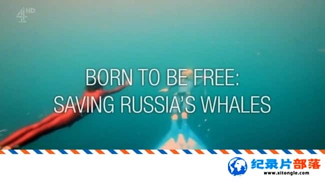̬¼Ƭɣȶ˹ Born to Be Free Saving Russias Whales 2017ӢӢ-Ѹ
