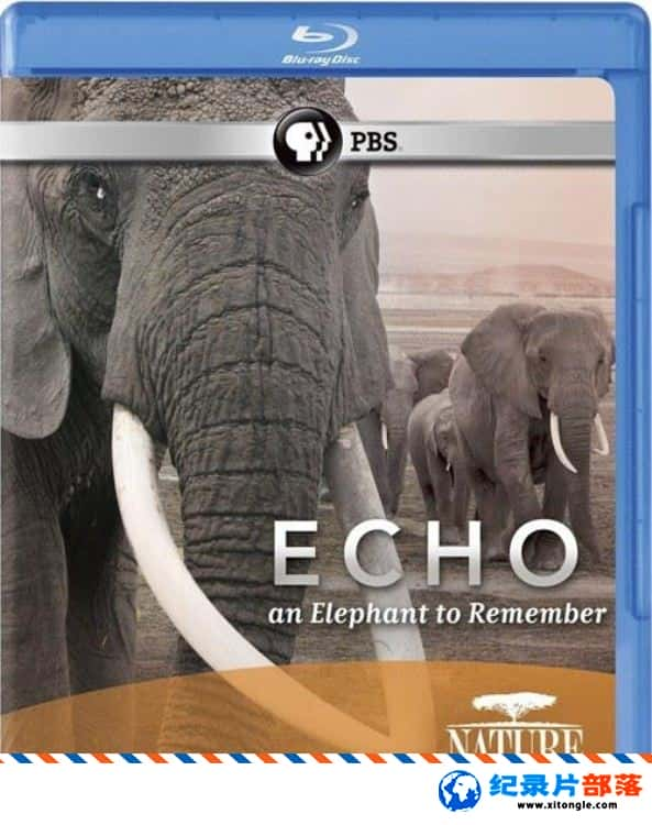 ̬¼Ƭ ޷ Echo An Unforgettable Elephant 2010Ӣ-Ѹ