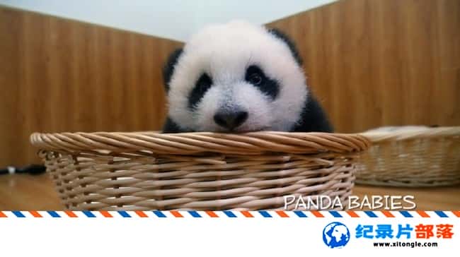 ѧ̽¼Ƭè Panda Babies 2015Ӣ-Ѹ