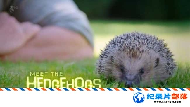 ѧ̽¼Ƭ Meet the Hedgehogs 2017ӢӢ-Ѹ