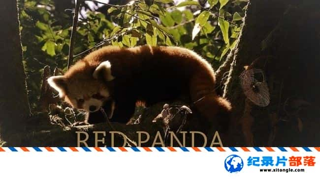 ̬¼ƬСè Red Panda Worlds Cutest Animal 2017ӢӢ-Ѹ