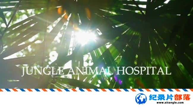 ̬¼ƬֶҽԺ Jungle Animal Hospital 2017ӢӢ-Ѹ