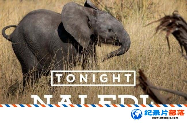 ̬¼ƬС Naledi One Little Elephant 2017ӢӢ-Ѹ