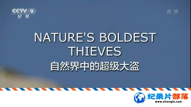 ̬¼ƬȻĳ Nature Boldest Thieves 2017 -Ѹ