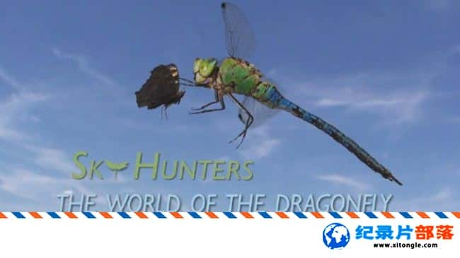 ̬¼Ƭ֣ѵ Sky Hunters The World Of The Dragonfly 2010ӢӢ-Ѹ