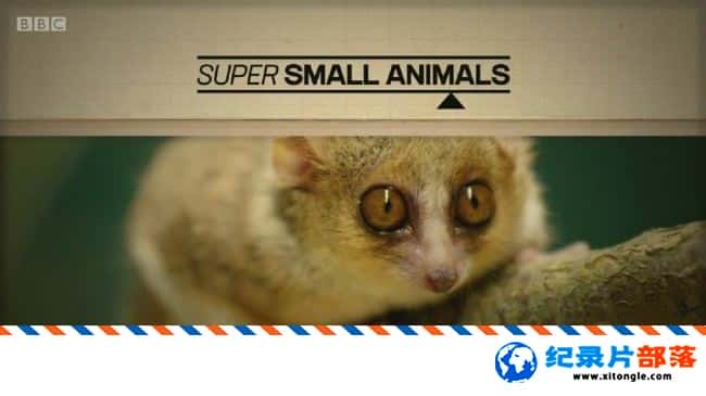 ѧ̽¼Ƭ䶯 Super Small Animals 2017ӢӢ-Ѹ